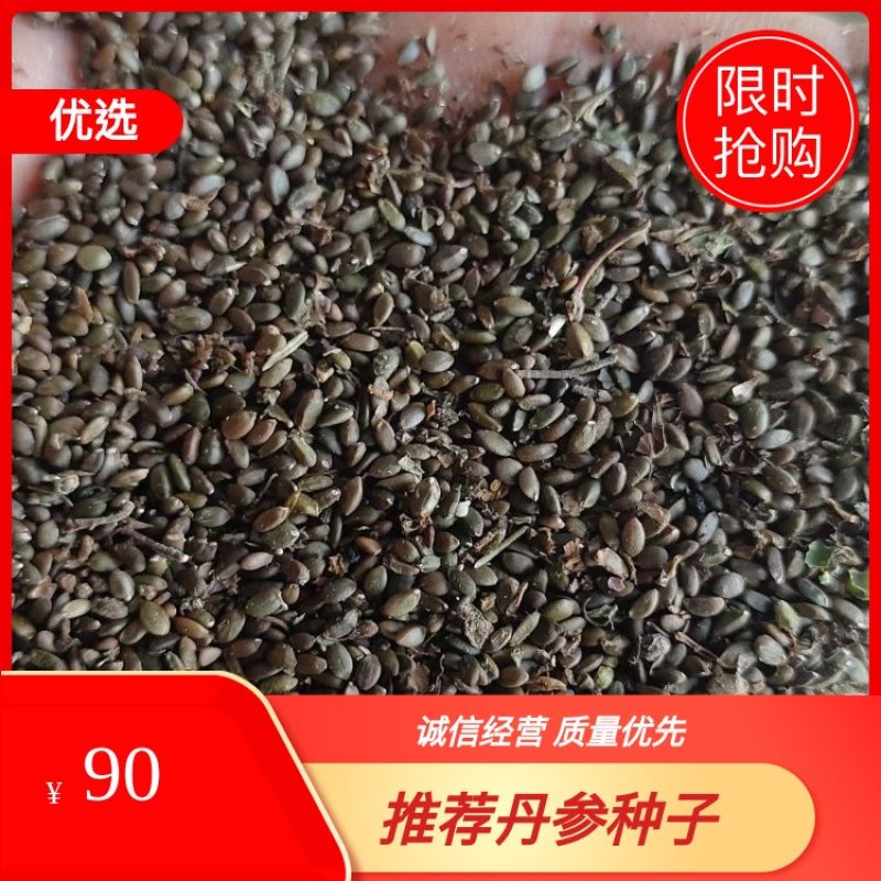 丹参种子，成活率高品质纯正可视频看货，欢迎咨询