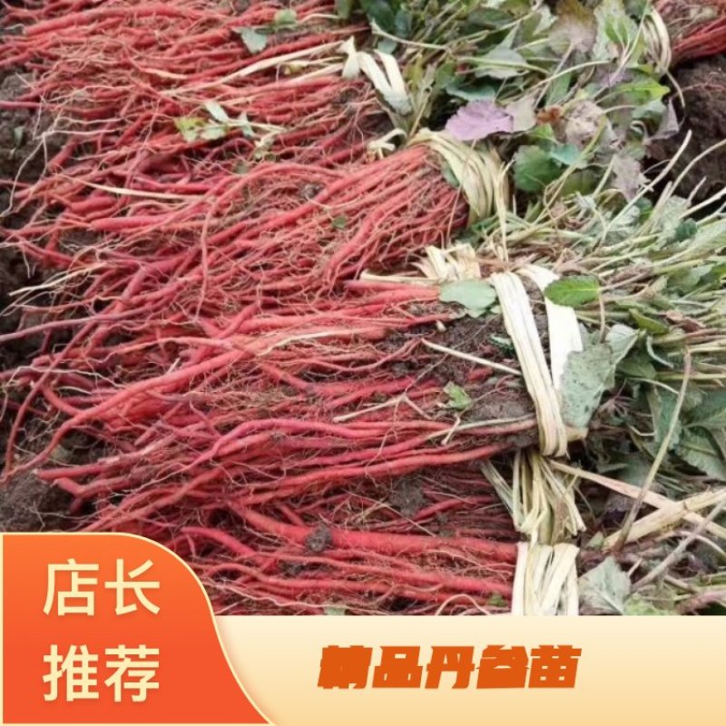 山东省潍坊市丹参苗规格齐全价格实惠欢迎咨询采购