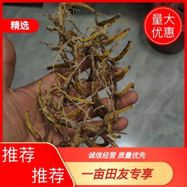 野生石枣子，野石橄榄，石仙桃，石橄榄自然晒干，干货石橄榄