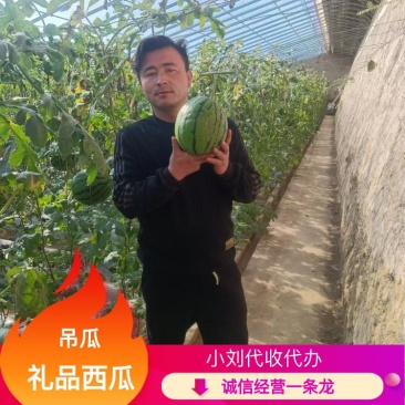 【实力牛商推荐】礼品西瓜吊瓜对接批发商产地直供量大质优