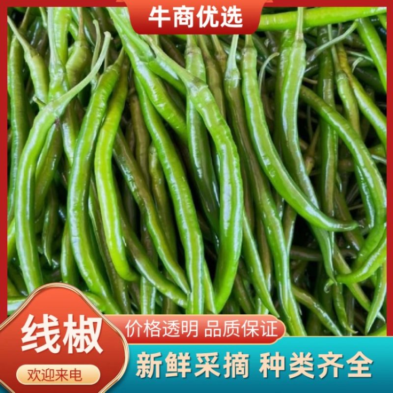 线椒一手货源，价格优惠，大量上市中，欢迎采购