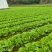 快菜产地直销量大质优价格优惠一手货源欢迎咨询采购