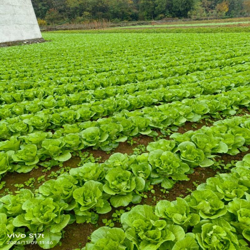 快菜产地直销量大质优价格优惠一手货源欢迎咨询采购