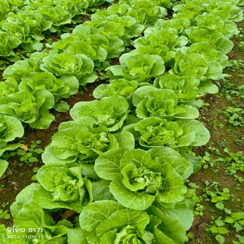 快菜产地直销量大质优价格优惠一手货源欢迎咨询采购