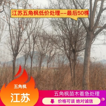 精品五角枫15-20公分优惠处理质量保证欢迎咨询