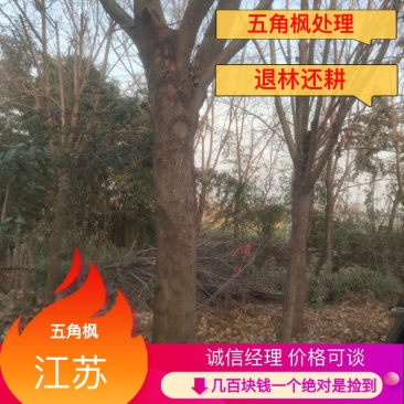 精品五角枫价15-20公分左右价格面议质量保证欢迎咨询