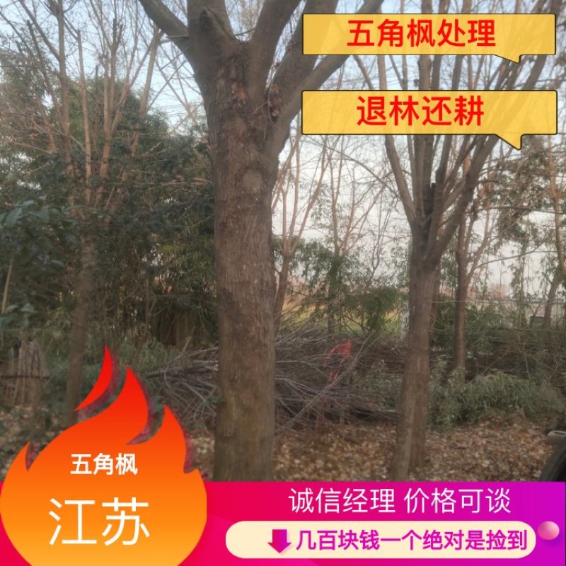 精品五角枫价15-20公分左右价格面议质量保证欢迎咨询