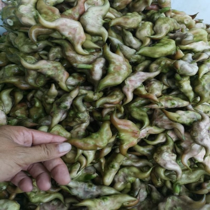 菱角自产自销