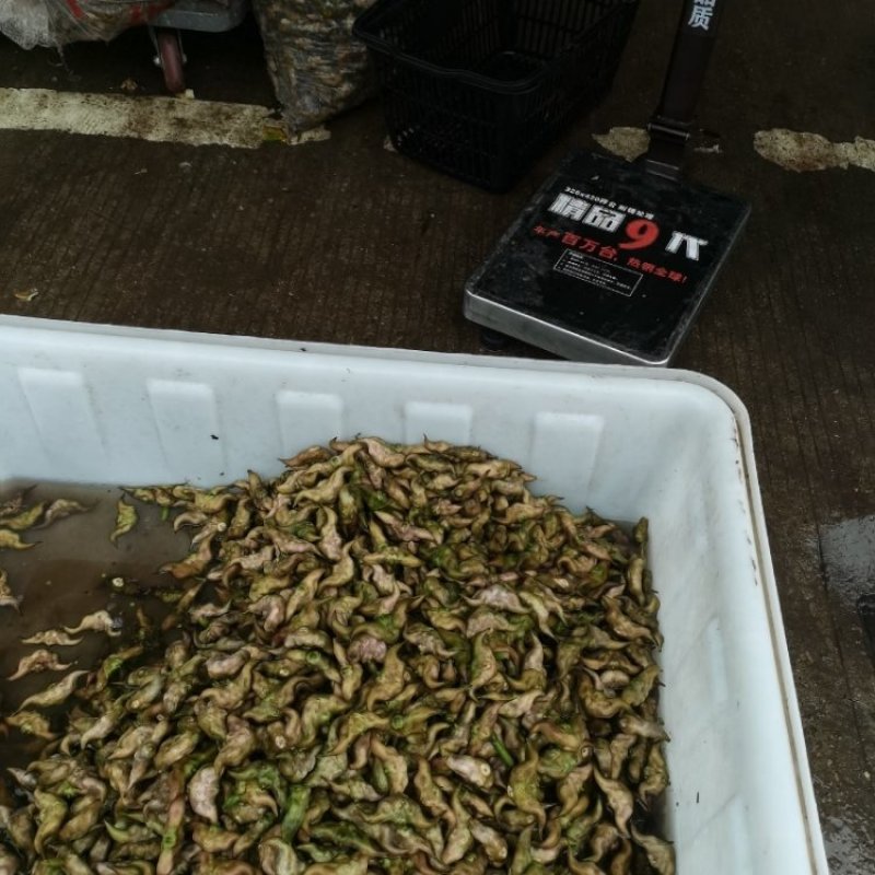菱角自产自销