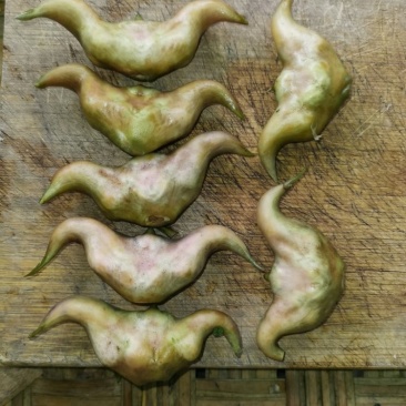 菱角自产自销