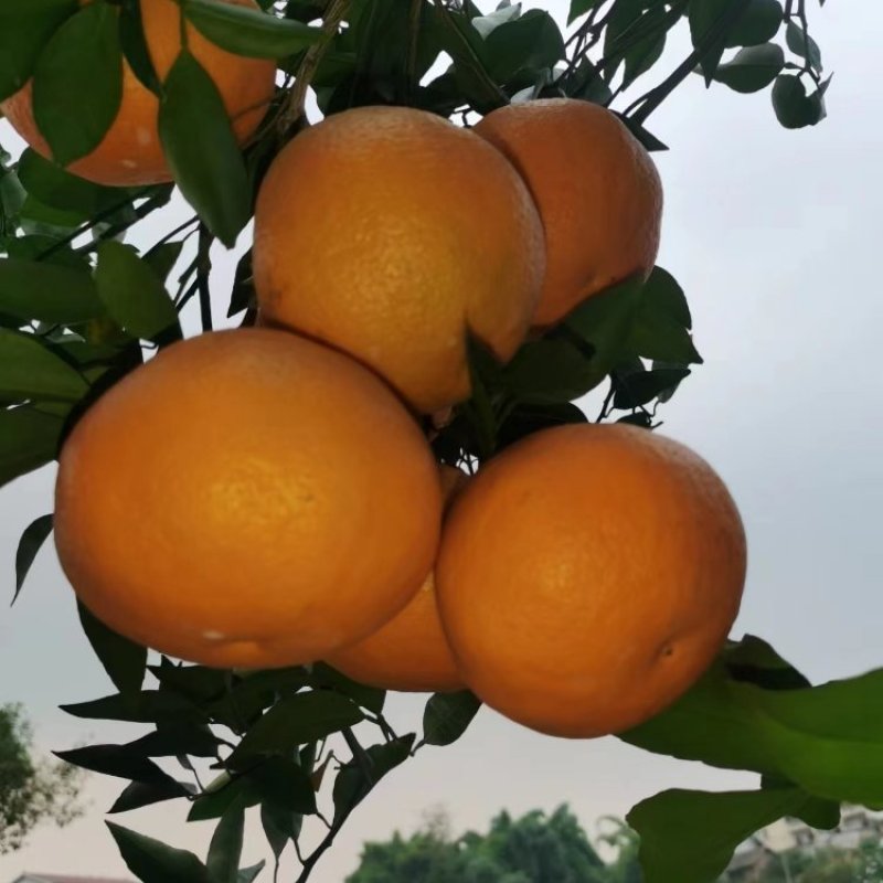 【耙耙柑】产地直发量大从优来电洽谈市场商超电商一条龙服务