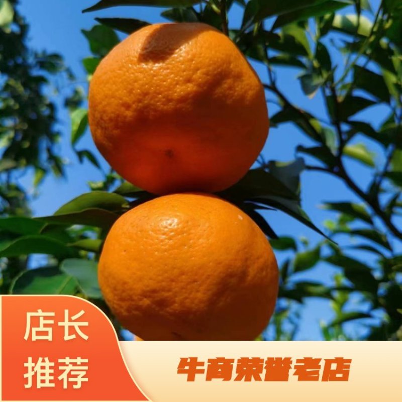 【耙耙柑】产地直发量大从优来电洽谈市场商超电商一条龙服务