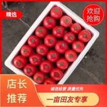 【粉红西红柿】量大从优基地直供对接全国市场