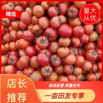 【精品】浙江大红西红柿，一手货源，品质保证，量大从优