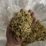 金银花北花一号种植大户产地直销价优欢迎各大老板采购
