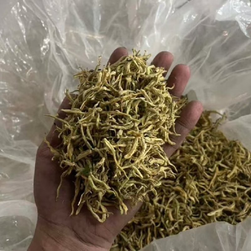 金银花北花一号种植大户产地直销价优欢迎各大老板采购