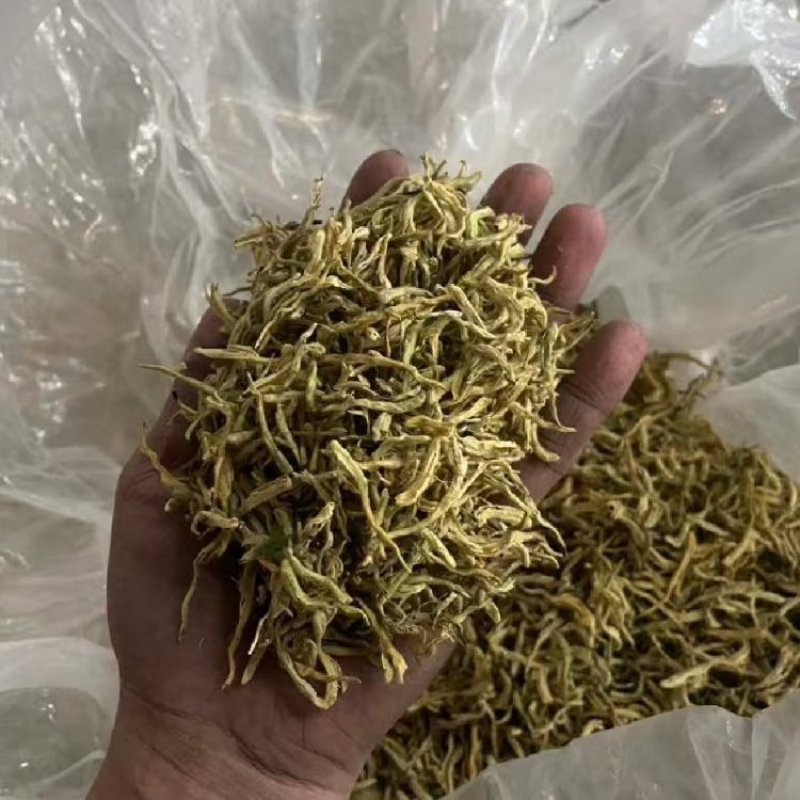 金银花北花一号种植大户产地直销价优欢迎各大老板采购