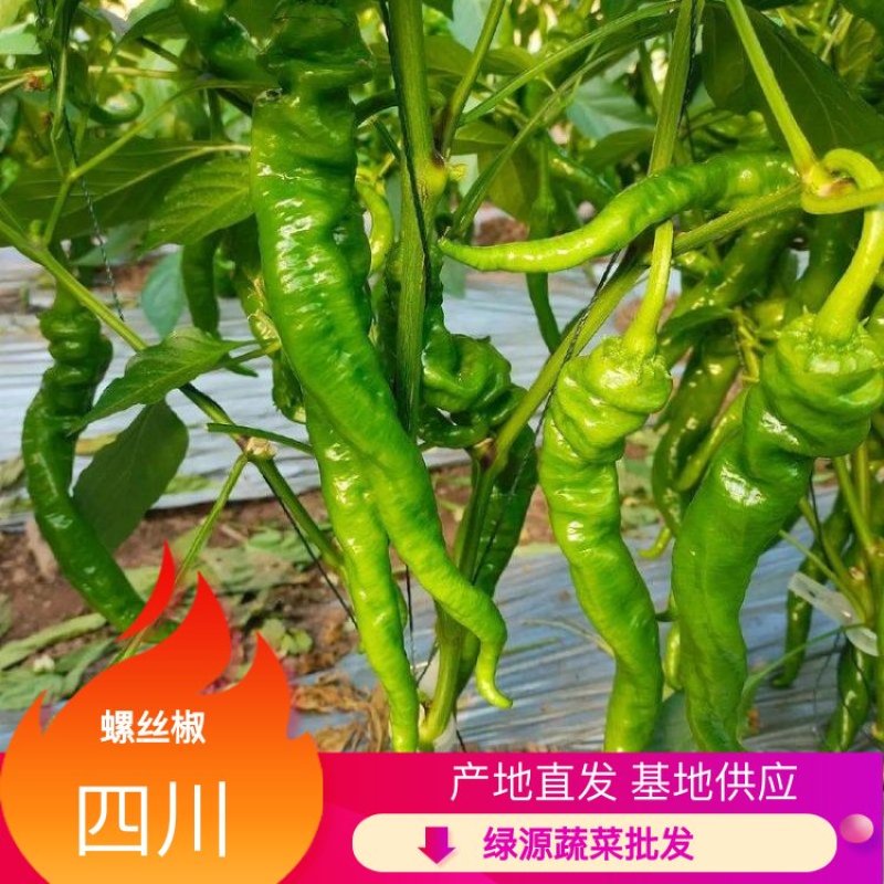 【实力牛商推荐】螺丝椒产地直供大量供应