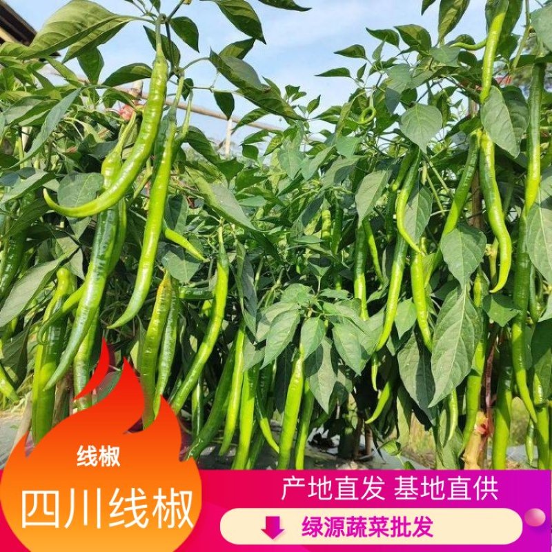 【实力牛商供应】线椒对接批发商产地直供