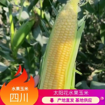 【太阳花水果玉米】对接批发商产地直供诚信经营