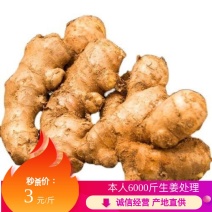 河南大黄姜保证质量对接批发商
