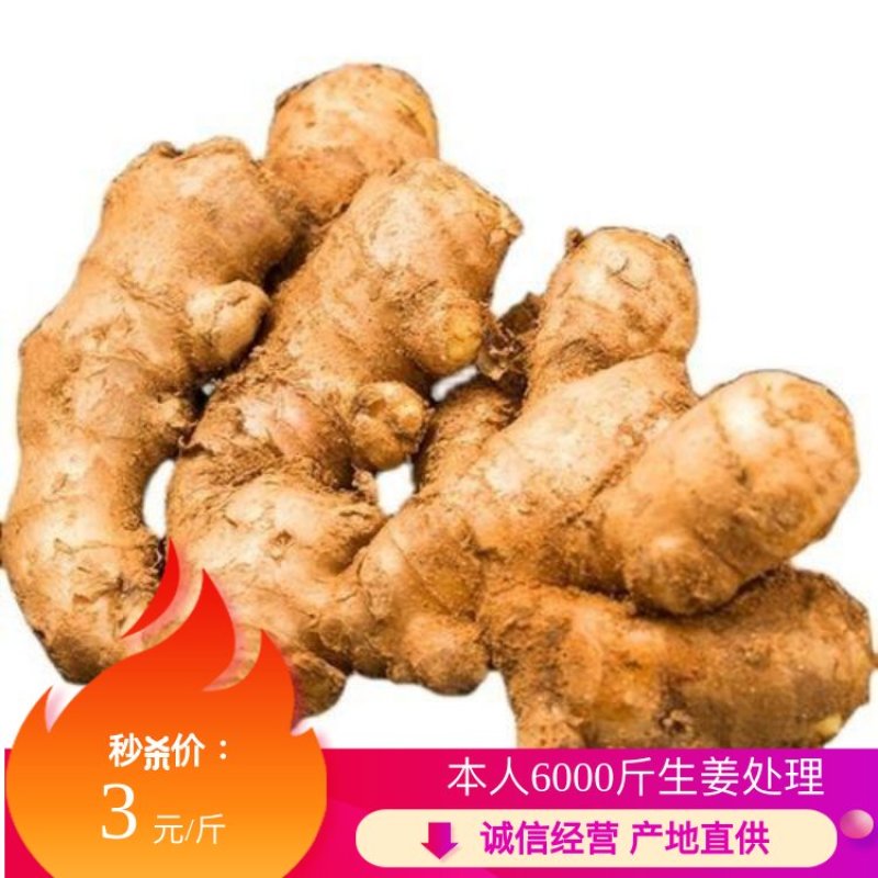 河南大黄姜保证质量对接批发商