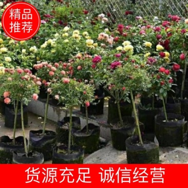 树桩月季棒棒糖月季四季开花大花浓香树状月季大朵月季花