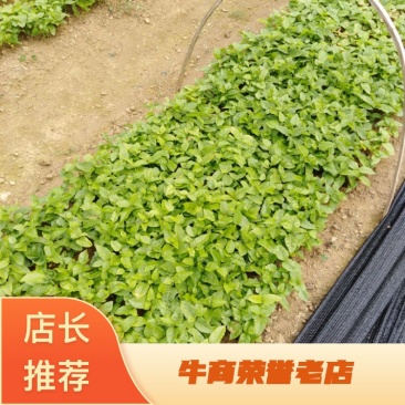 当年黄皮果苗、黄皮果小苗、黄皮果大苗供应