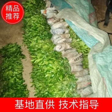 香橙苗、资阳香橙，香橙小苗，软枝香橙苗，软枝香橙大苗