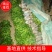 香橙苗、资阳香橙，香橙小苗，软枝香橙苗，软枝香橙大苗