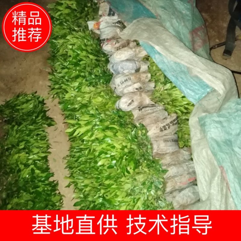 香橙苗、资阳香橙，香橙小苗，软枝香橙苗，软枝香橙大苗