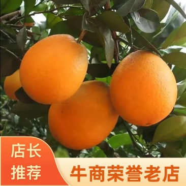【精选】广西富川脐橙，纽荷尔脐橙，大量上市欢迎采购