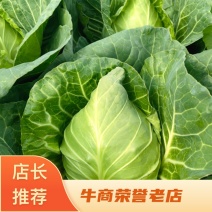 【推荐】临沂莒南县牛心甘蓝主产地直供，量大从优，欢迎电话