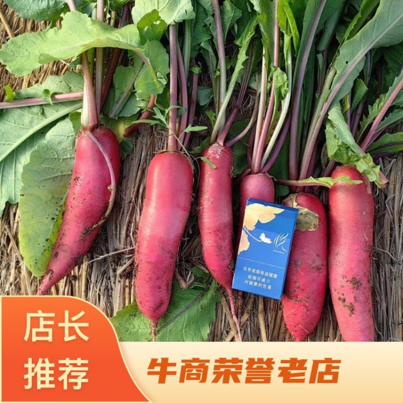 【推荐】山东省临沂市红皮萝卜产地直供，量大从优