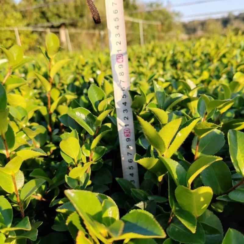 茶梅苗大杯基地供应量大质优价格优惠欢迎咨询采购