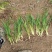 吉祥草基地供应全国直销规格齐全欢迎各大老板采购