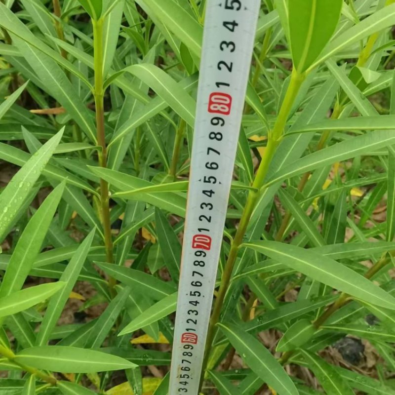 夹竹桃基地供应量大质优价格优惠一手货源支持视频看货