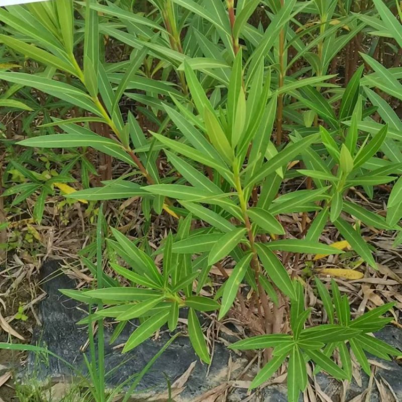 夹竹桃基地供应量大质优价格优惠一手货源支持视频看货