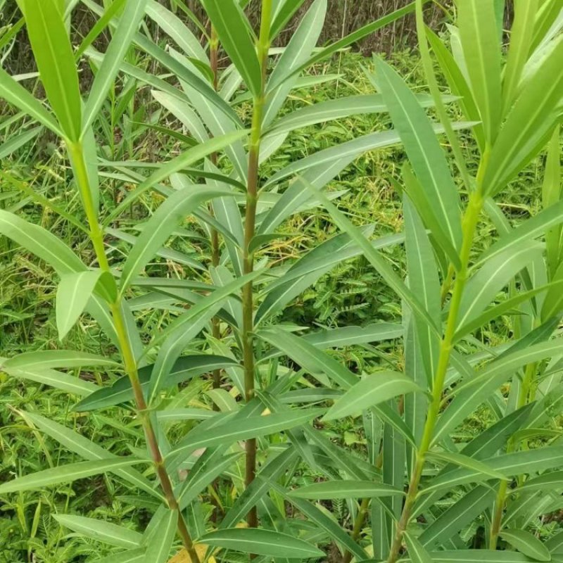 夹竹桃基地供应量大质优价格优惠一手货源支持视频看货