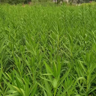 夹竹桃基地供应量大质优价格优惠一手货源支持视频看货