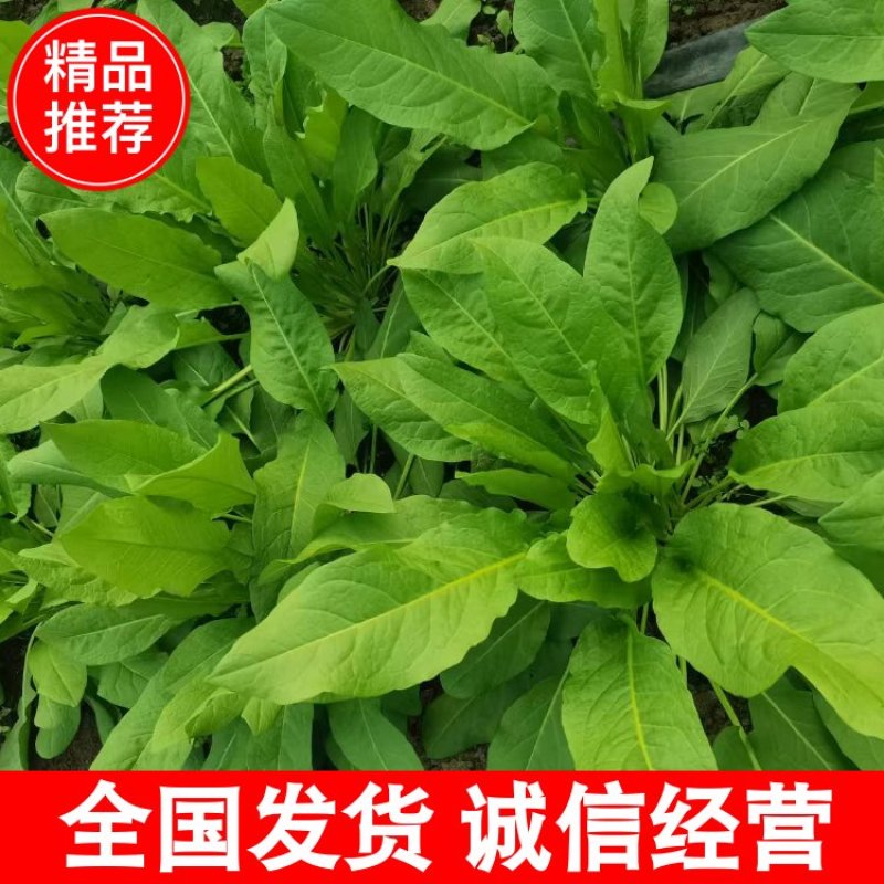 食叶草产地一手货源，品质保证，量大从优，可视频看货