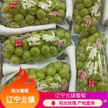 【牛商实力推荐】阳光玫瑰大量供应产地直供质量保证