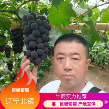 【牛商实力推荐】巨峰葡萄产地直供对接批发商