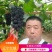 【牛商实力推荐】巨峰葡萄产地直供对接批发商