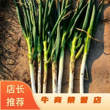 铁杆大葱，产地直发，一手货源，量大便宜，欢迎电话联系。
