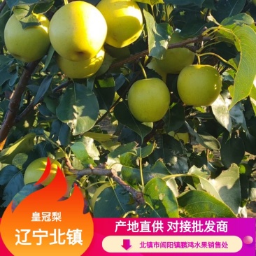 【牛商实力推荐】皇冠梨产地直供对接批发商