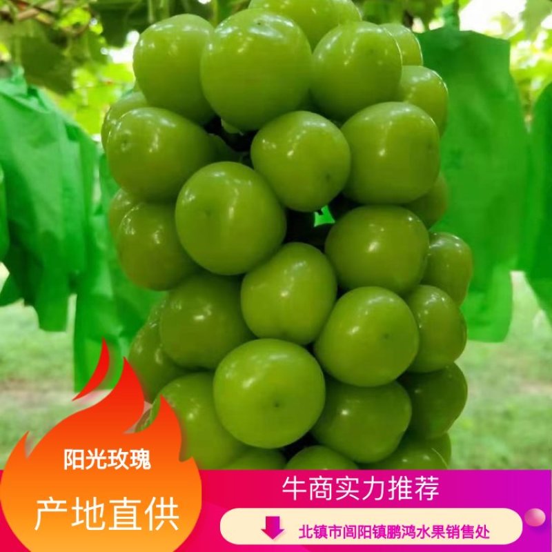 【牛商实力推荐】阳光玫瑰，精品阳光玫瑰葡萄，颗粒大