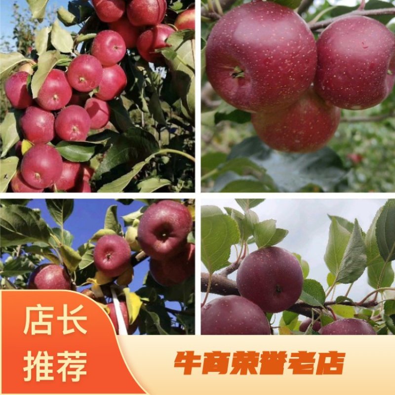牛商推荐龙丰果大量现货质量保证欢迎联系