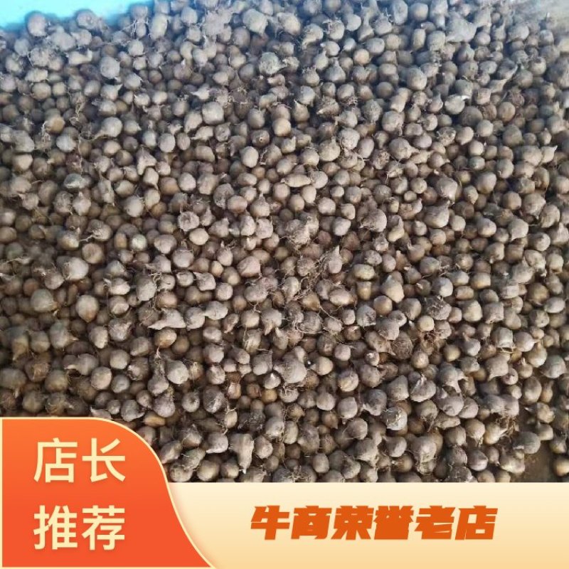 半夏种子安国药材产区大量供应