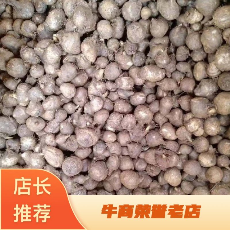 半夏种子一手货源需要的老板电话联系